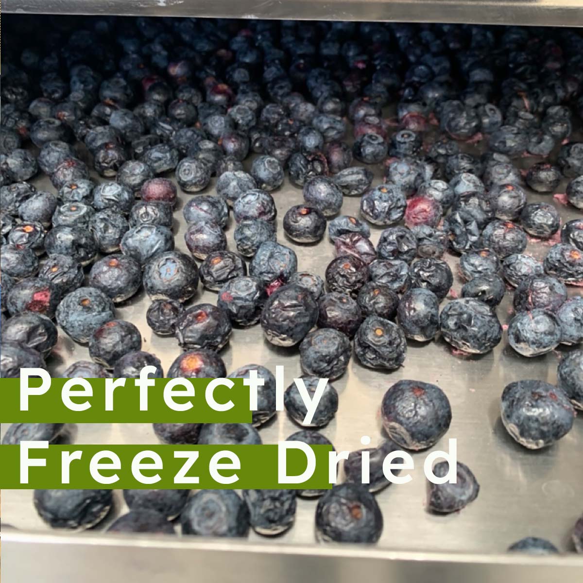 Freeze Dried Blueberries - Whole